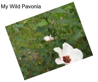 My Wild Pavonia