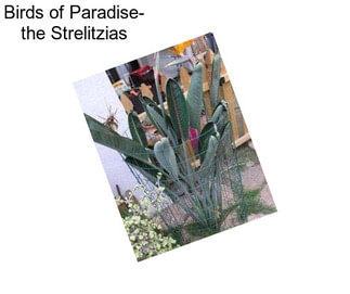 Birds of Paradise- the Strelitzias