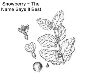 Snowberry ~ The Name Says It Best