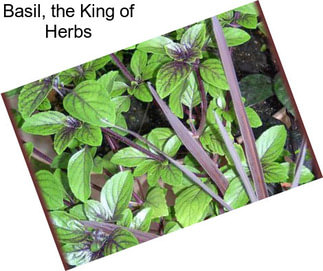 Basil, the King of Herbs