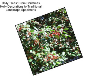 Holly Trees: From Christmas Holly Decorations to Traditional Landscape Specimens