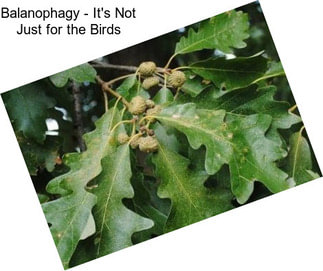 Balanophagy - It\'s Not Just for the Birds