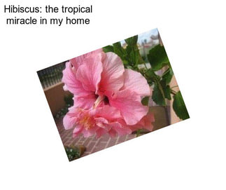 Hibiscus: the tropical miracle in my home