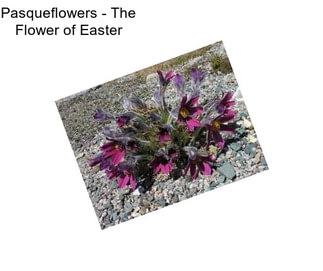 Pasqueflowers - The Flower of Easter