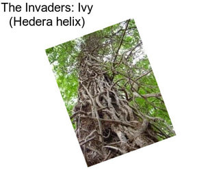 The Invaders: Ivy (Hedera helix)