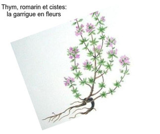 Thym, romarin et cistes: la garrigue en fleurs