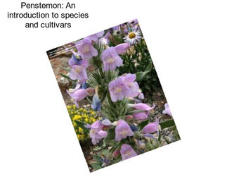 Penstemon: An introduction to species and cultivars