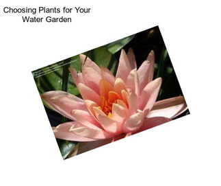 Choosing Plants for Your Water Garden