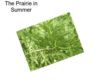 The Prairie in Summer