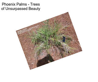 Phoenix Palms - Trees of Unsurpassed Beauty