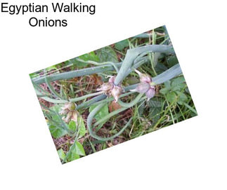 Egyptian Walking Onions