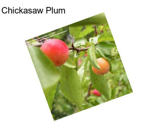 Chickasaw Plum