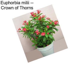 Euphorbia milii -- Crown of Thorns