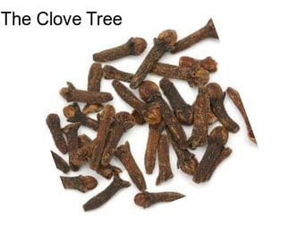 The Clove Tree