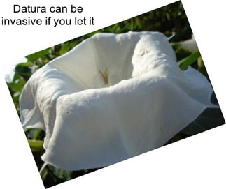 Datura can be invasive if you let it