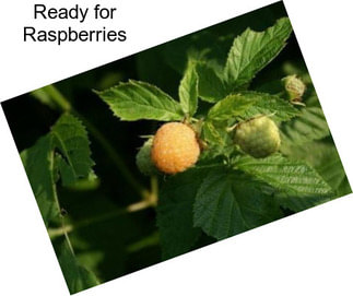 Ready for Raspberries