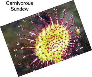 Carnivorous Sundew