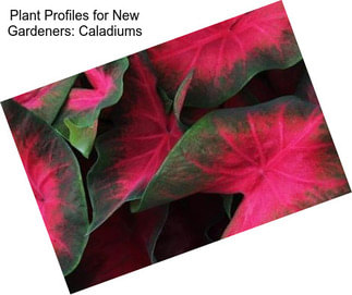 Plant Profiles for New Gardeners: Caladiums