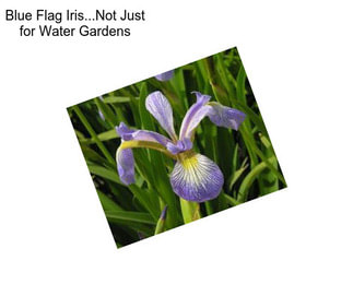 Blue Flag Iris...Not Just for Water Gardens