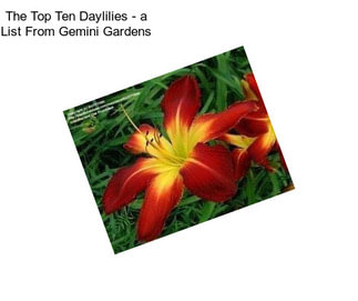 The Top Ten Daylilies - a List From Gemini Gardens