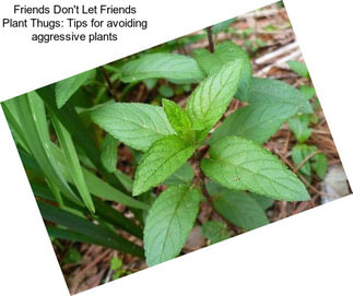 Friends Don\'t Let Friends Plant Thugs: Tips for avoiding aggressive plants