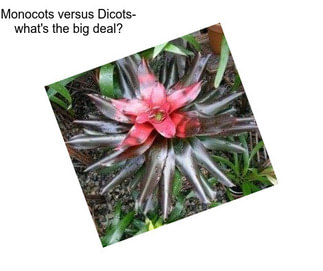 Monocots versus Dicots- what\'s the big deal?