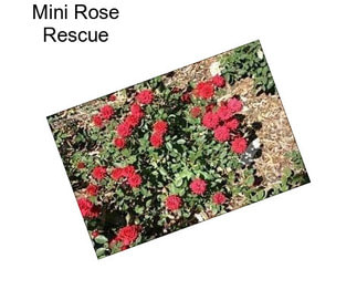 Mini Rose Rescue