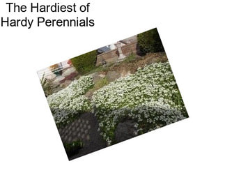 The Hardiest of Hardy Perennials