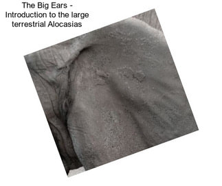 The Big Ears - Introduction to the large terrestrial Alocasias