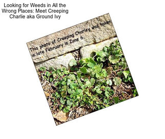 Looking for Weeds in All the Wrong Places: Meet Creeping Charlie aka Ground Ivy