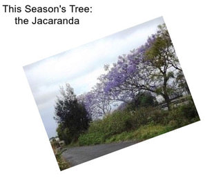This Season\'s Tree: the Jacaranda
