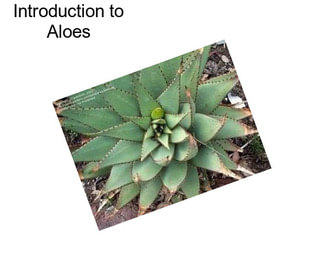 Introduction to Aloes