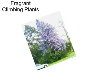 Fragrant Climbing Plants