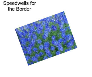 Speedwells for the Border