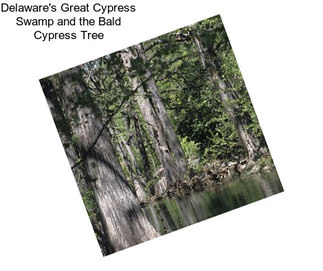 Delaware\'s Great Cypress Swamp and the Bald Cypress Tree