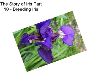 The Story of Iris Part 10 - Breeding Iris