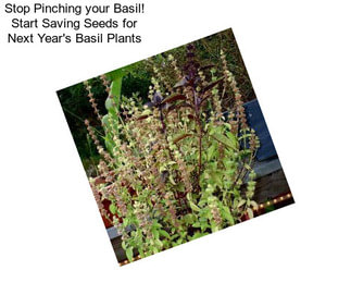 Stop Pinching your Basil! Start Saving Seeds for Next Year\'s Basil Plants