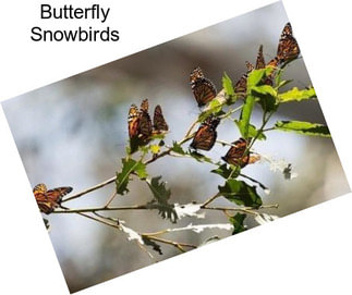 Butterfly Snowbirds