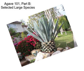 Agave 101, Part B: Selected Large Species