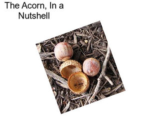 The Acorn, In a Nutshell