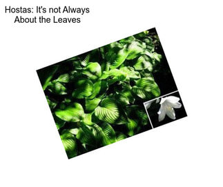 Hostas: It\'s not Always About the Leaves