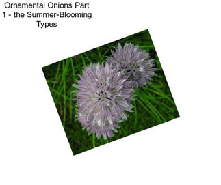 Ornamental Onions Part 1 - the Summer-Blooming Types