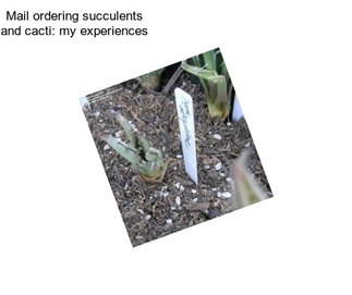 Mail ordering succulents and cacti: my experiences