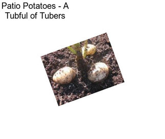 Patio Potatoes - A Tubful of Tubers