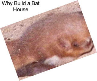 Why Build a Bat House