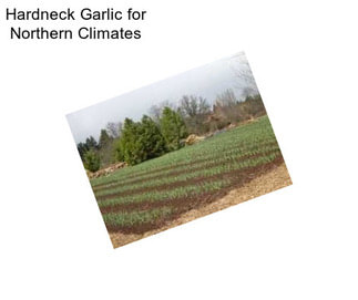 Hardneck Garlic for Northern Climates