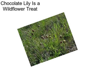 Chocolate Lily Is a Wildflower Treat