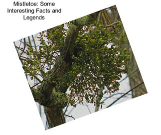 Mistletoe: Some Interesting Facts and Legends