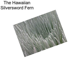 The Hawaiian Silversword Fern