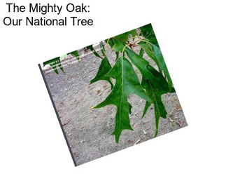 The Mighty Oak: Our National Tree